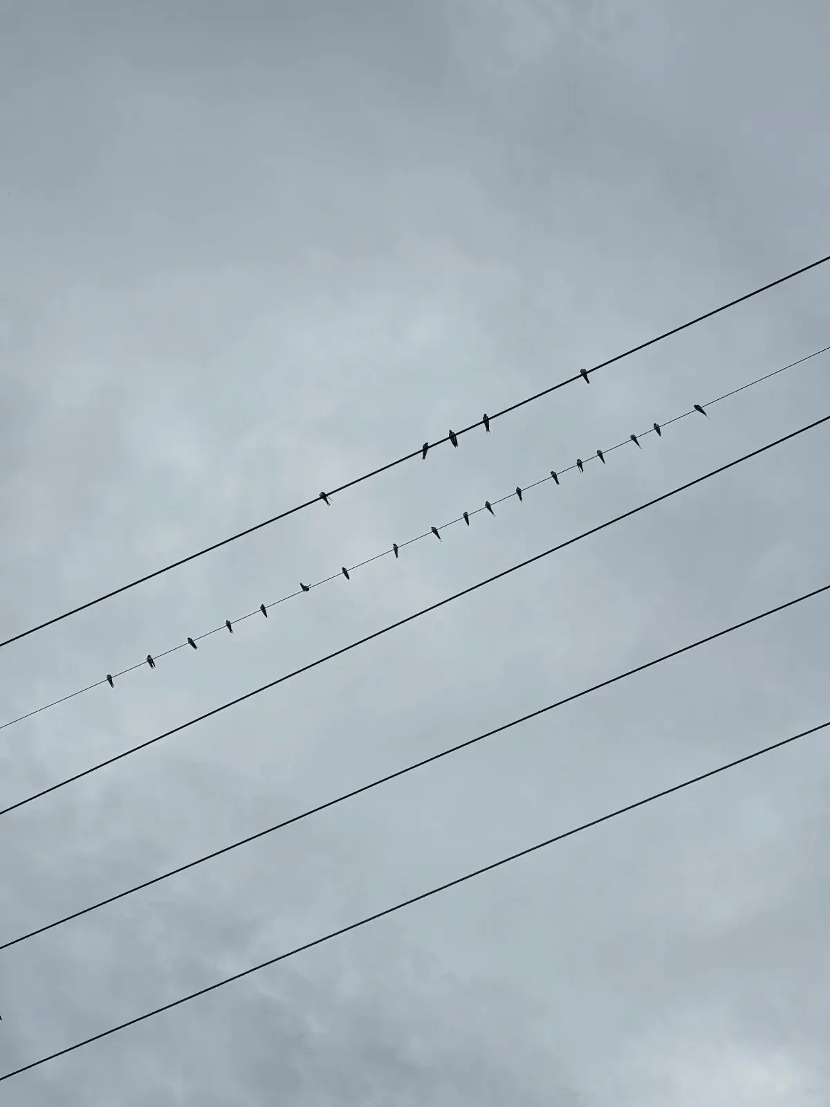 Birds spaced along diagonal wires against a cloudy sky