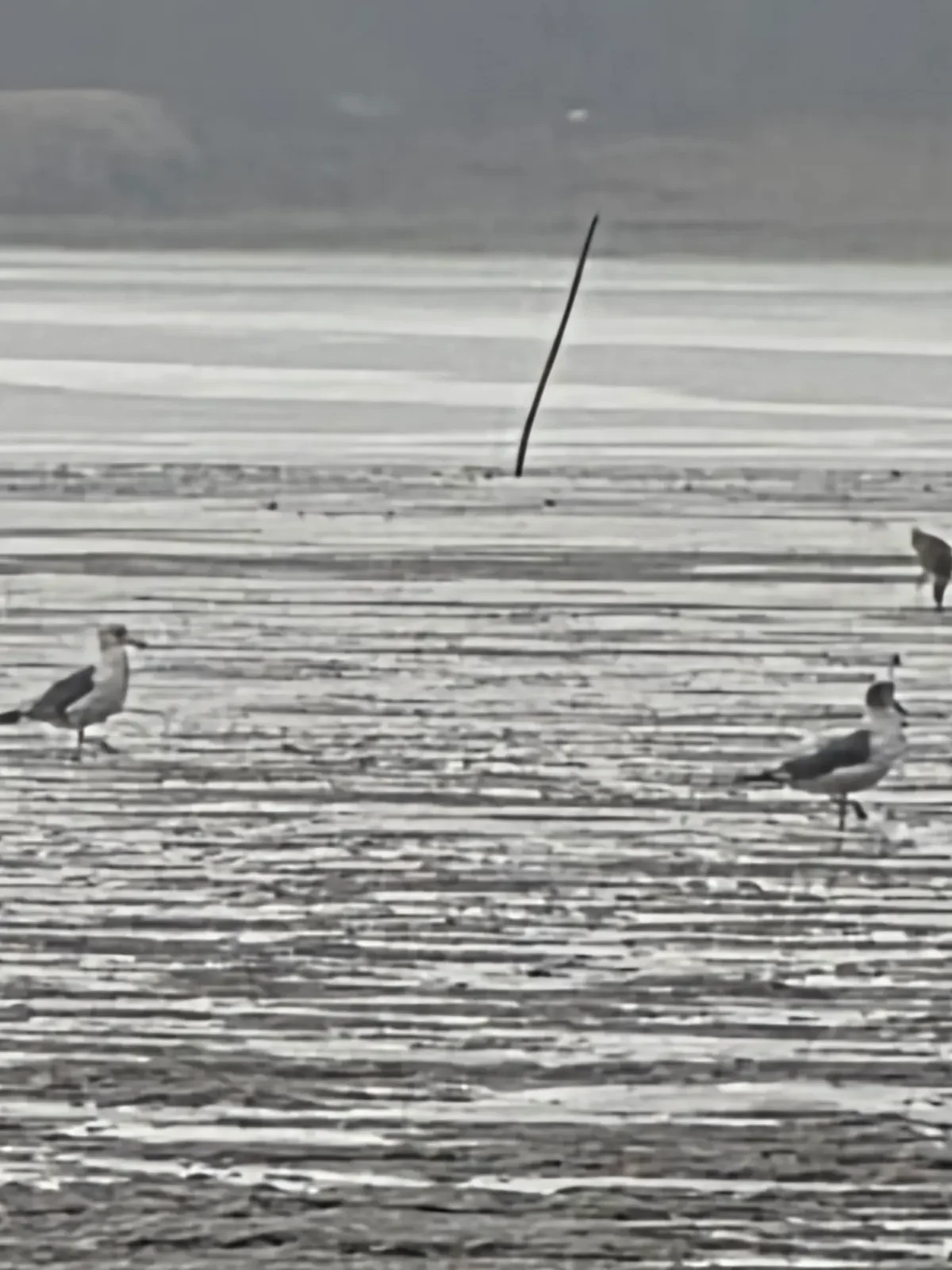 Several birds standing in shallow water channels on the tidal flat